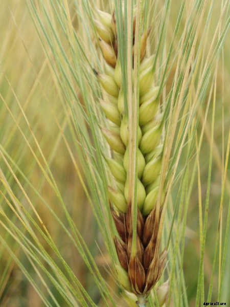 Fusarium Wilt, Blight, And Rot: Treatment & Control