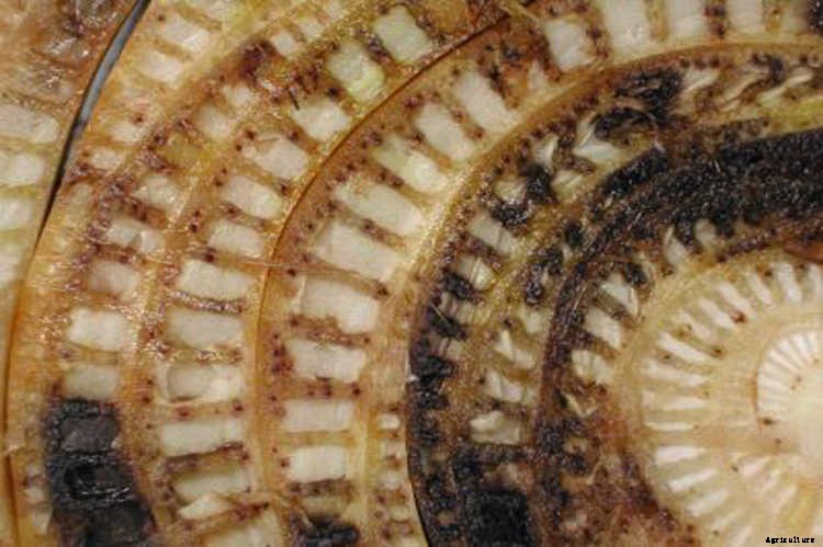 Fusarium Wilt, Blight, And Rot: Treatment & Control