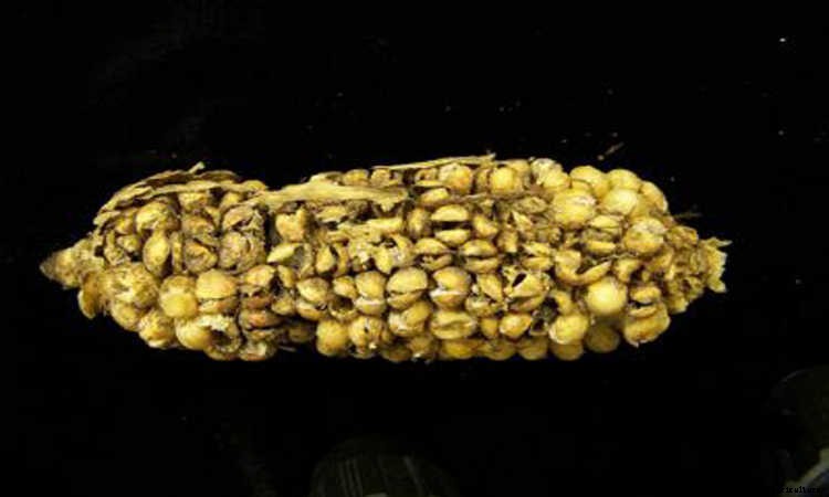 Fusarium Wilt, Blight, And Rot: Treatment & Control
