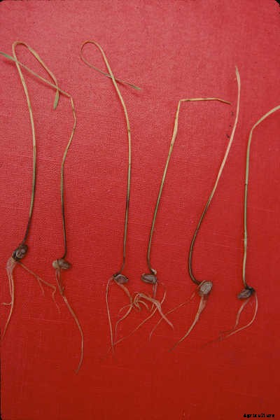 Fusarium Wilt, Blight, And Rot: Treatment & Control