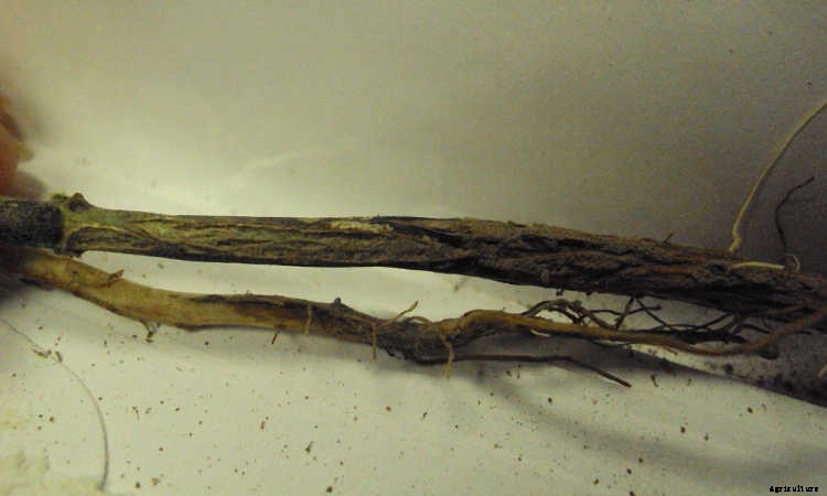 Fusarium Wilt, Blight, And Rot: Treatment & Control