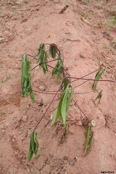 Fusarium Wilt, Blight, And Rot: Treatment & Control