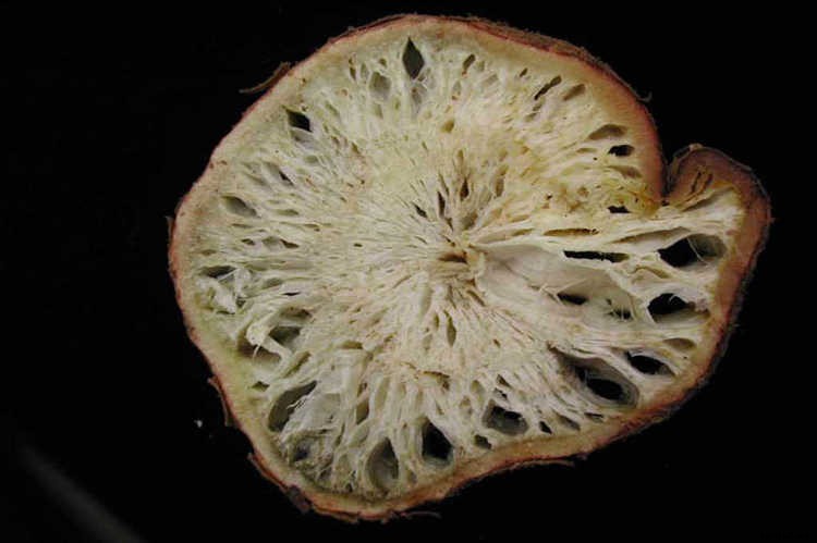 Fusarium Wilt, Blight, And Rot: Treatment & Control