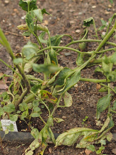 Fusarium Wilt, Blight, And Rot: Treatment & Control