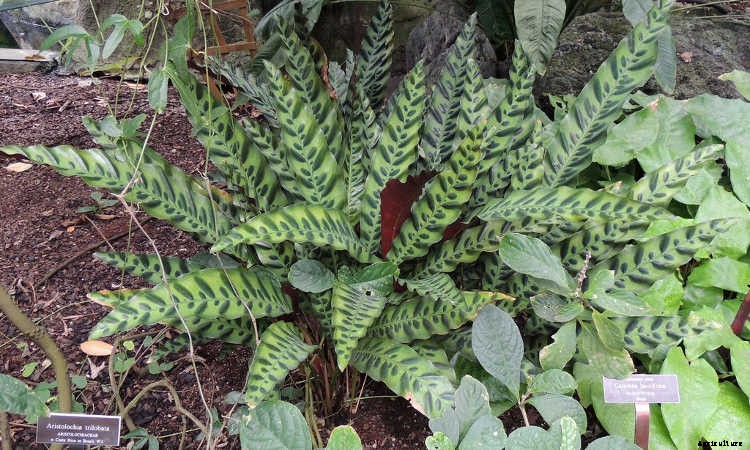 Calathea: Caring For The Rattlesnake Plant, Zebra Plant and More
