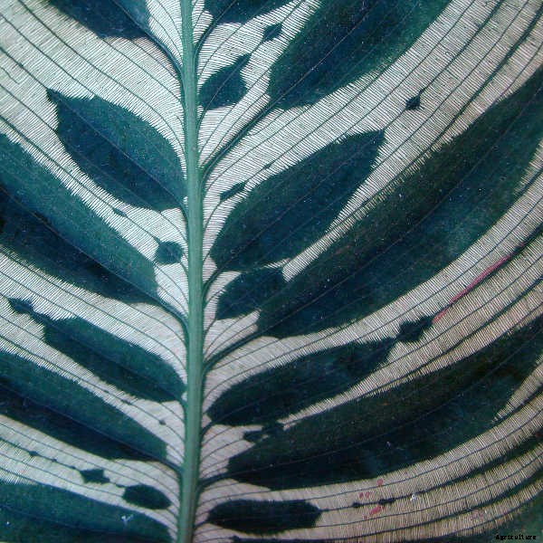 Calathea: Caring For The Rattlesnake Plant, Zebra Plant and More