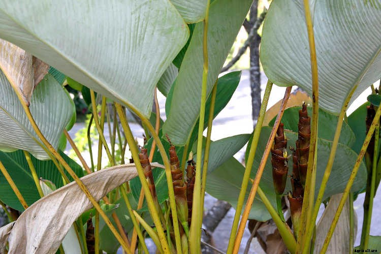 Calathea: Caring For The Rattlesnake Plant, Zebra Plant and More