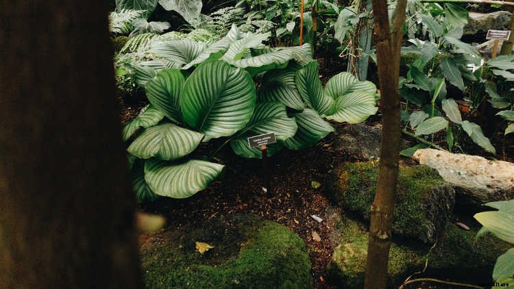 Calathea: Caring For The Rattlesnake Plant, Zebra Plant and More