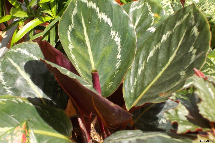 Calathea: Caring For The Rattlesnake Plant, Zebra Plant and More