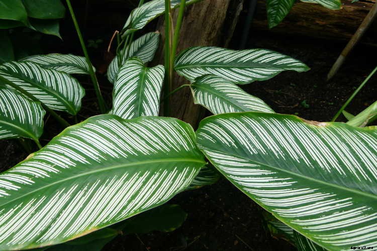 Calathea: Caring For The Rattlesnake Plant, Zebra Plant and More