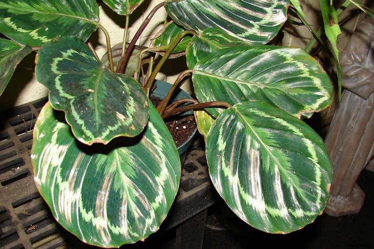 Calathea: Caring For The Rattlesnake Plant, Zebra Plant and More