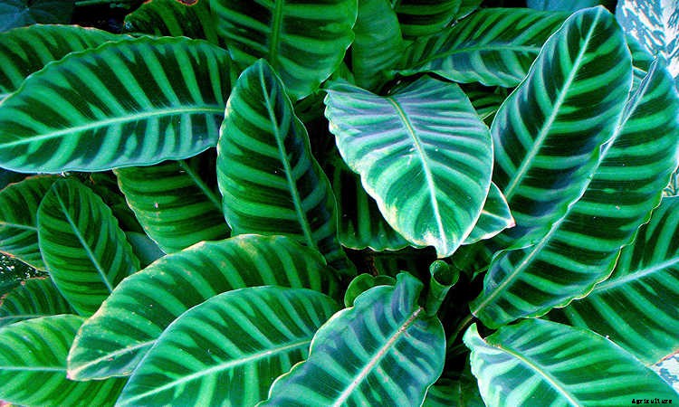 Calathea: Caring For The Rattlesnake Plant, Zebra Plant and More