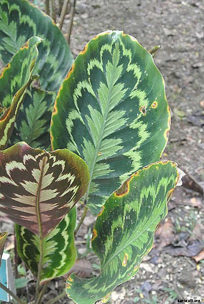Calathea: Caring For The Rattlesnake Plant, Zebra Plant and More