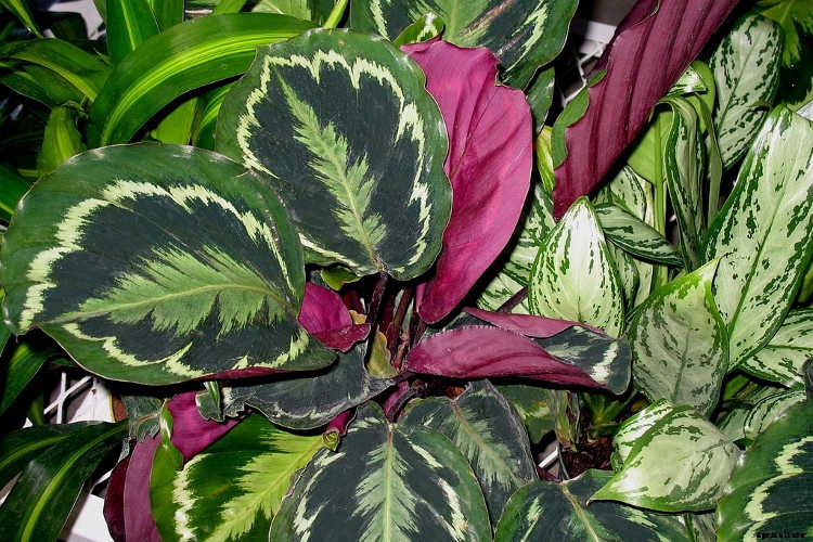 Calathea: Caring For The Rattlesnake Plant, Zebra Plant and More
