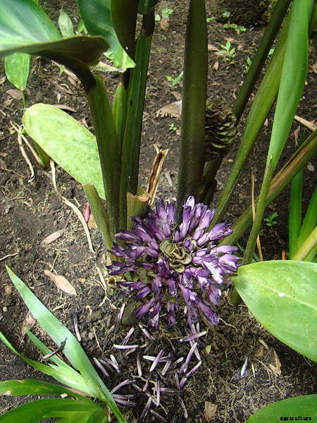 Calathea: Caring For The Rattlesnake Plant, Zebra Plant and More