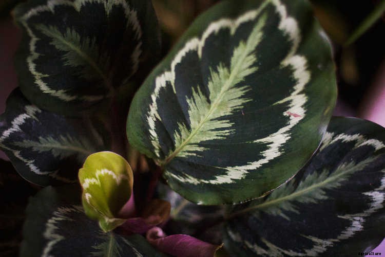 Calathea: Caring For The Rattlesnake Plant, Zebra Plant and More