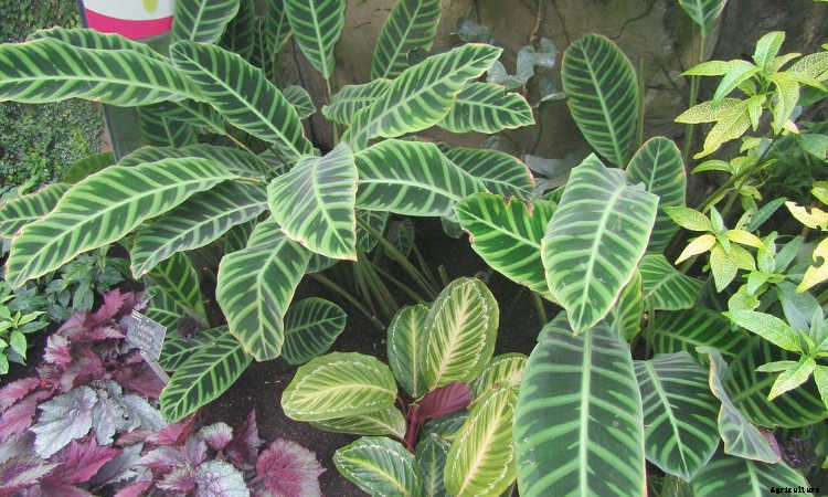 Calathea: Caring For The Rattlesnake Plant, Zebra Plant and More