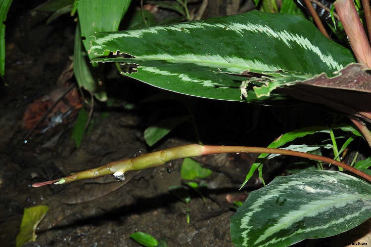 Calathea: Caring For The Rattlesnake Plant, Zebra Plant and More