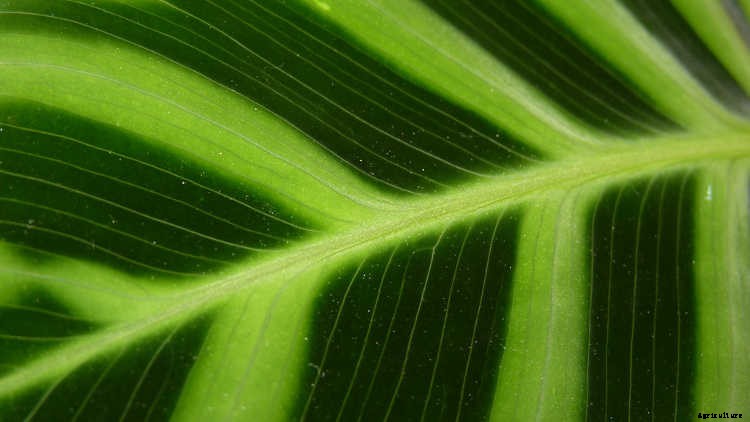 Calathea: Caring For The Rattlesnake Plant, Zebra Plant and More