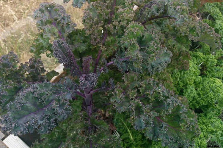 Growing Kale: Grow Your Own Superfood