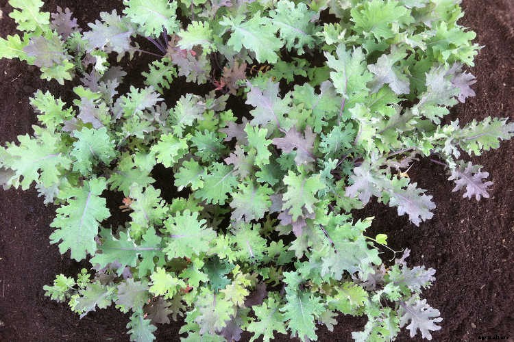 Growing Kale: Grow Your Own Superfood