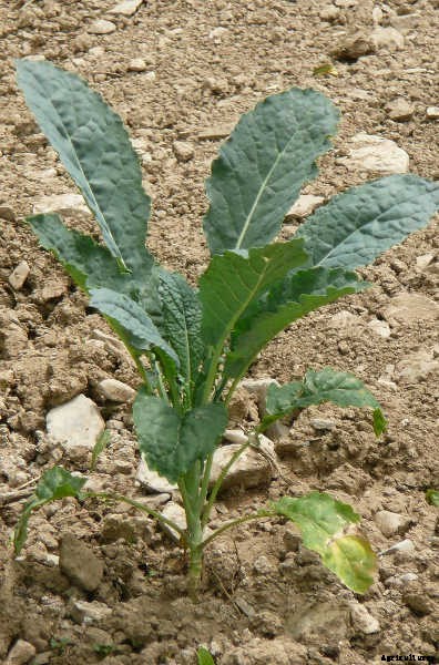 Growing Kale: Grow Your Own Superfood