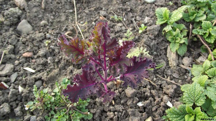 Growing Kale: Grow Your Own Superfood