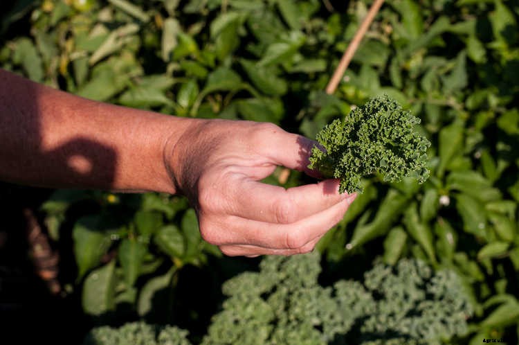 Growing Kale: Grow Your Own Superfood