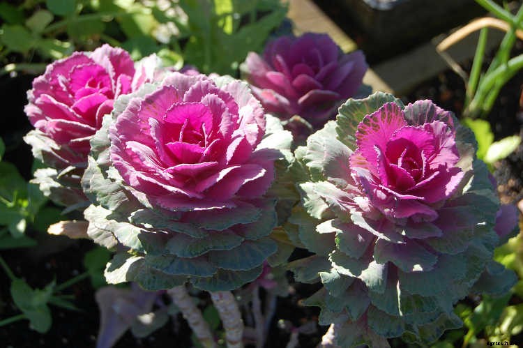 Growing Kale: Grow Your Own Superfood