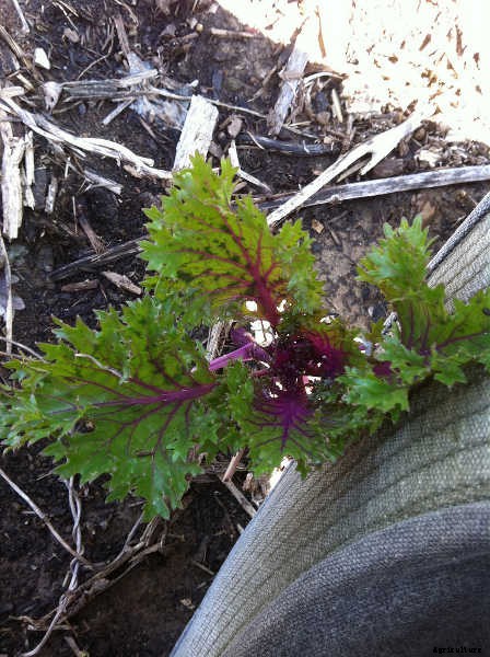 Growing Kale: Grow Your Own Superfood