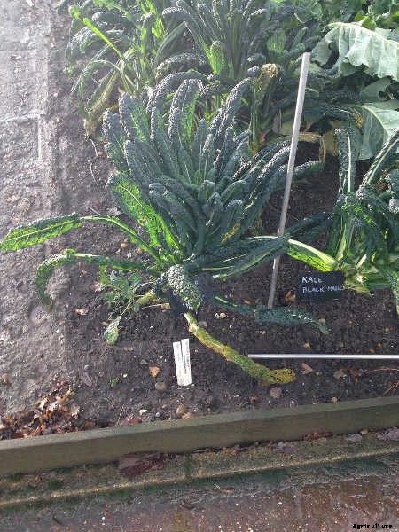 Growing Kale: Grow Your Own Superfood