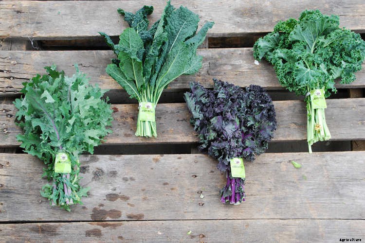 Growing Kale: Grow Your Own Superfood