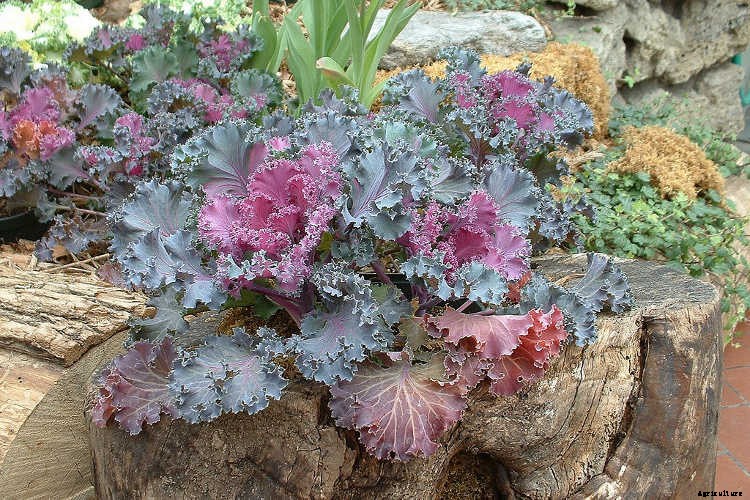 Growing Kale: Grow Your Own Superfood