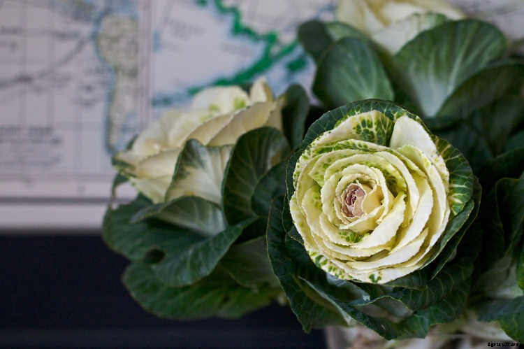 Growing Kale: Grow Your Own Superfood