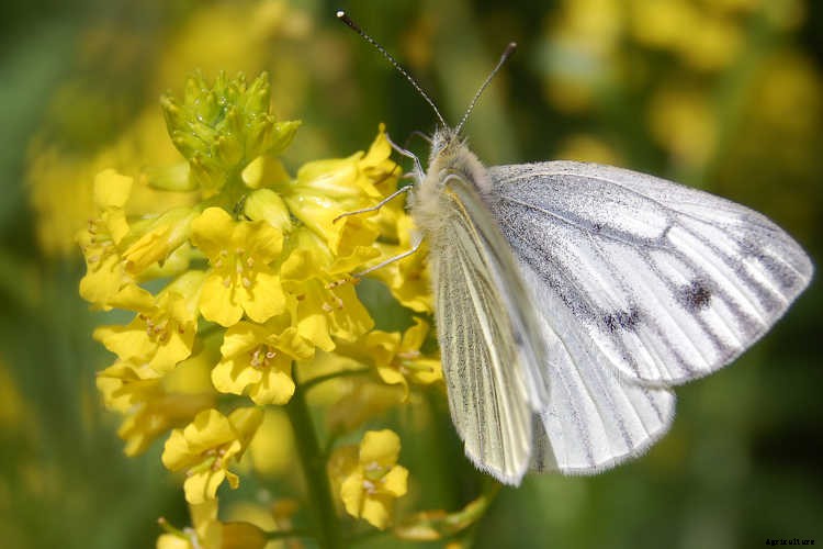 Growing Kale: Grow Your Own Superfood