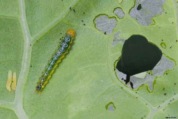 Growing Kale: Grow Your Own Superfood