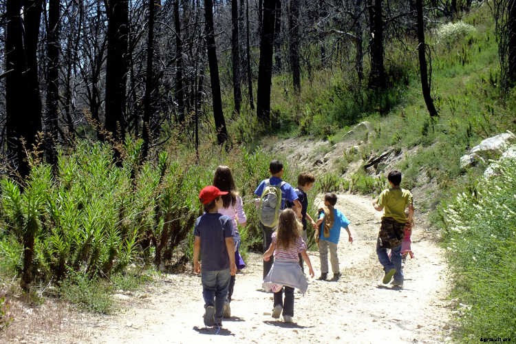 Ecotherapy: How Trees Make You Healthier