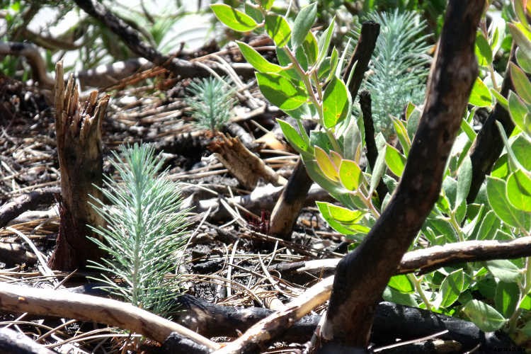 Ecotherapy: How Trees Make You Healthier