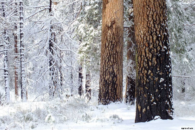 Ecotherapy: How Trees Make You Healthier