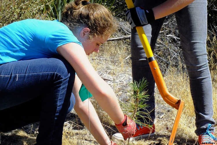 Ecotherapy: How Trees Make You Healthier