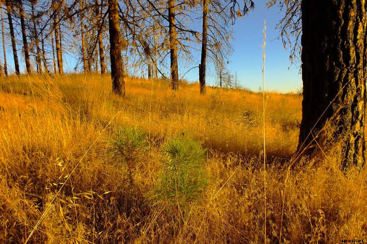 Ecotherapy: How Trees Make You Healthier