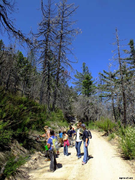 Ecotherapy: How Trees Make You Healthier