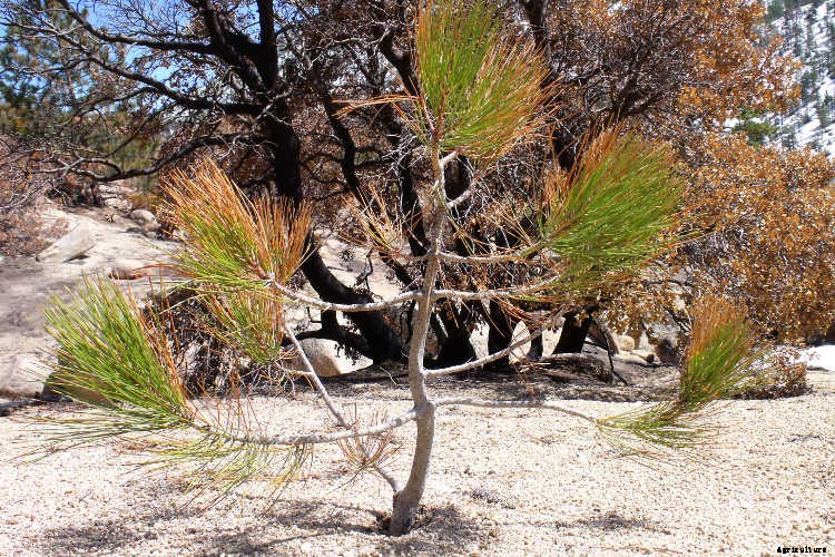 Ecotherapy: How Trees Make You Healthier