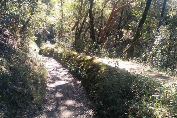 Ecotherapy: How Trees Make You Healthier