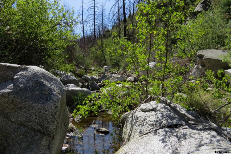 Ecotherapy: How Trees Make You Healthier