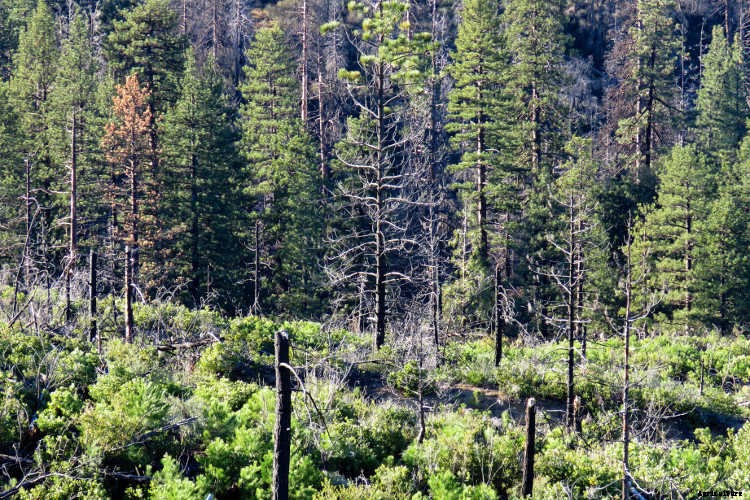 Ecotherapy: How Trees Make You Healthier