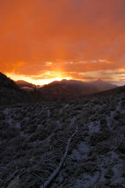 Ecotherapy: How Trees Make You Healthier