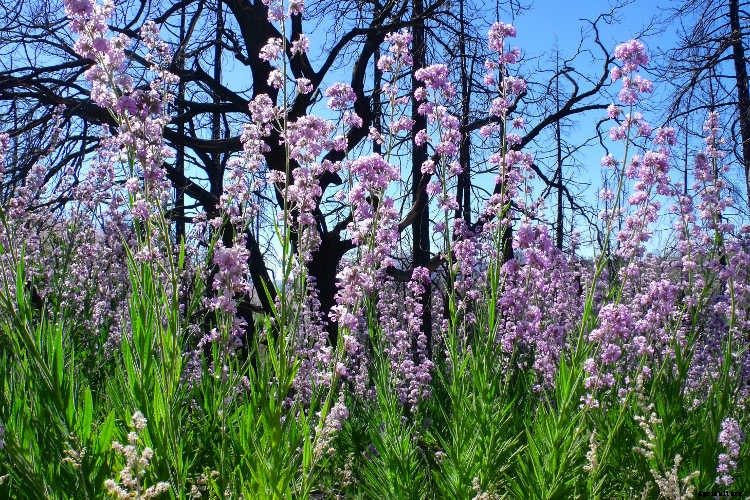 Ecotherapy: How Trees Make You Healthier