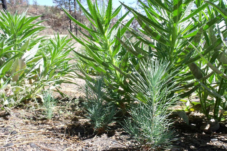 Ecotherapy: How Trees Make You Healthier