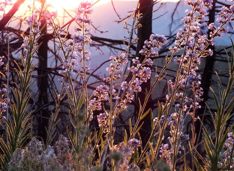 Ecotherapy: How Trees Make You Healthier